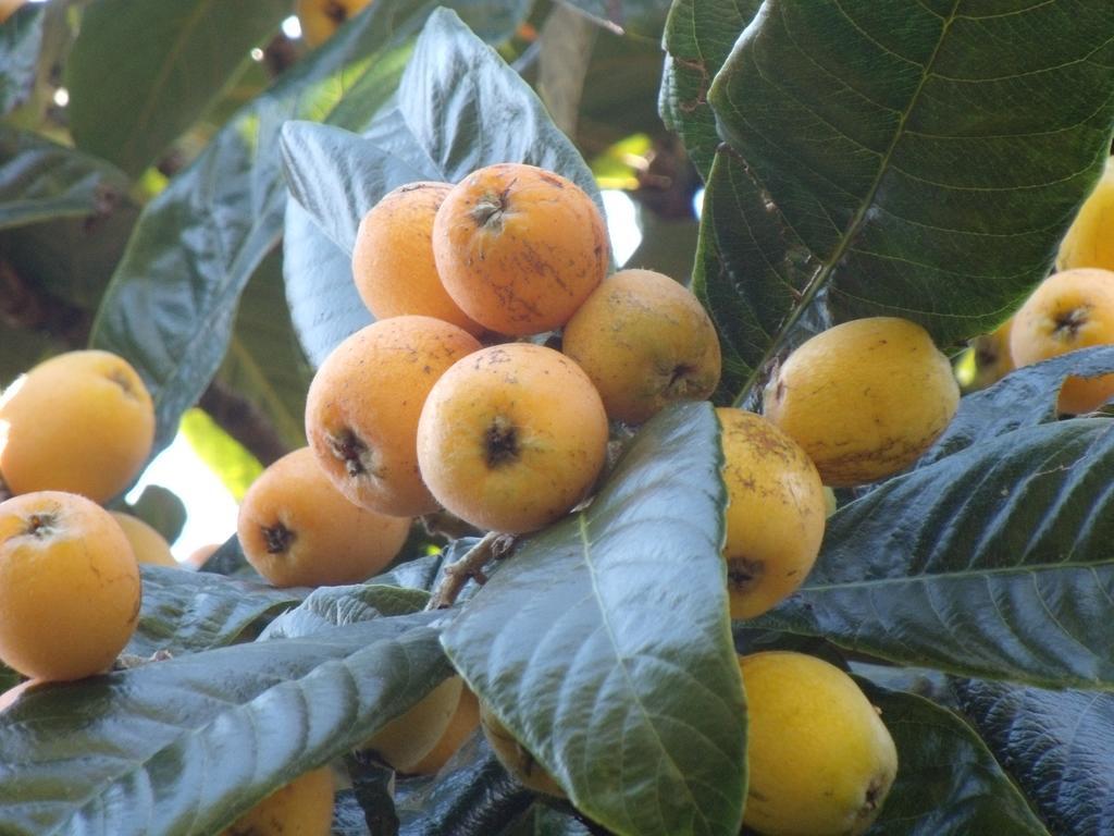 Tropical Fruit Garden Hotel Velas Exterior photo